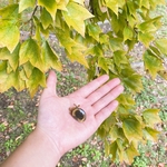 17 ボタン虫ブローチ　イエロー系