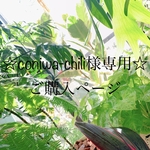 ☆cronies-chili様専用☆ご購入ページ