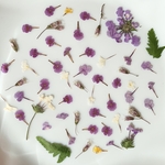 小花押し花　ハンドメイド素材　色々ミックス　フラワー　花