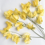 🔸3本　生花のようなドライフラワースイートピー＊イエロー　　　