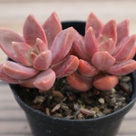 多肉植物　"カリフォルニアサンセット"