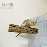 鳥 とまり木 カクタスパーチ（サボテンのとまり木）直径3～4cm前後／20cm 小型インコ・中型インコ