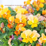 🌷花苗 ビオラ コリーナ テラコッタ 3.5号ポット🌷