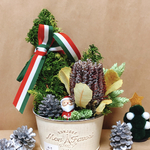 クジャクヒバのクリスマスアレンジ