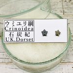 ✴︎No.430-b✴︎希少✴︎化石標本✴︎ イギリス ドーセット州産 石炭紀 ウミユリの化石のピアス b