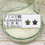 ✴︎No.430-c✴︎希少✴︎化石標本✴︎ イギリス ドーセット州産 石炭紀 ウミユリの化石のピアス c