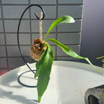 初心者の方にオススメ☆コウモリラン☆ビカクシダ☆苔玉☆観葉植物☆インテリア