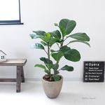 希少！＜フィカス・アフリカンプリンス＞現品