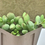 ペンデンス☆多肉植物