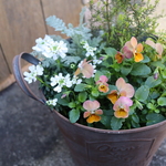 ビオラと　季節の花の　寄せ植え　ニースの黄昏