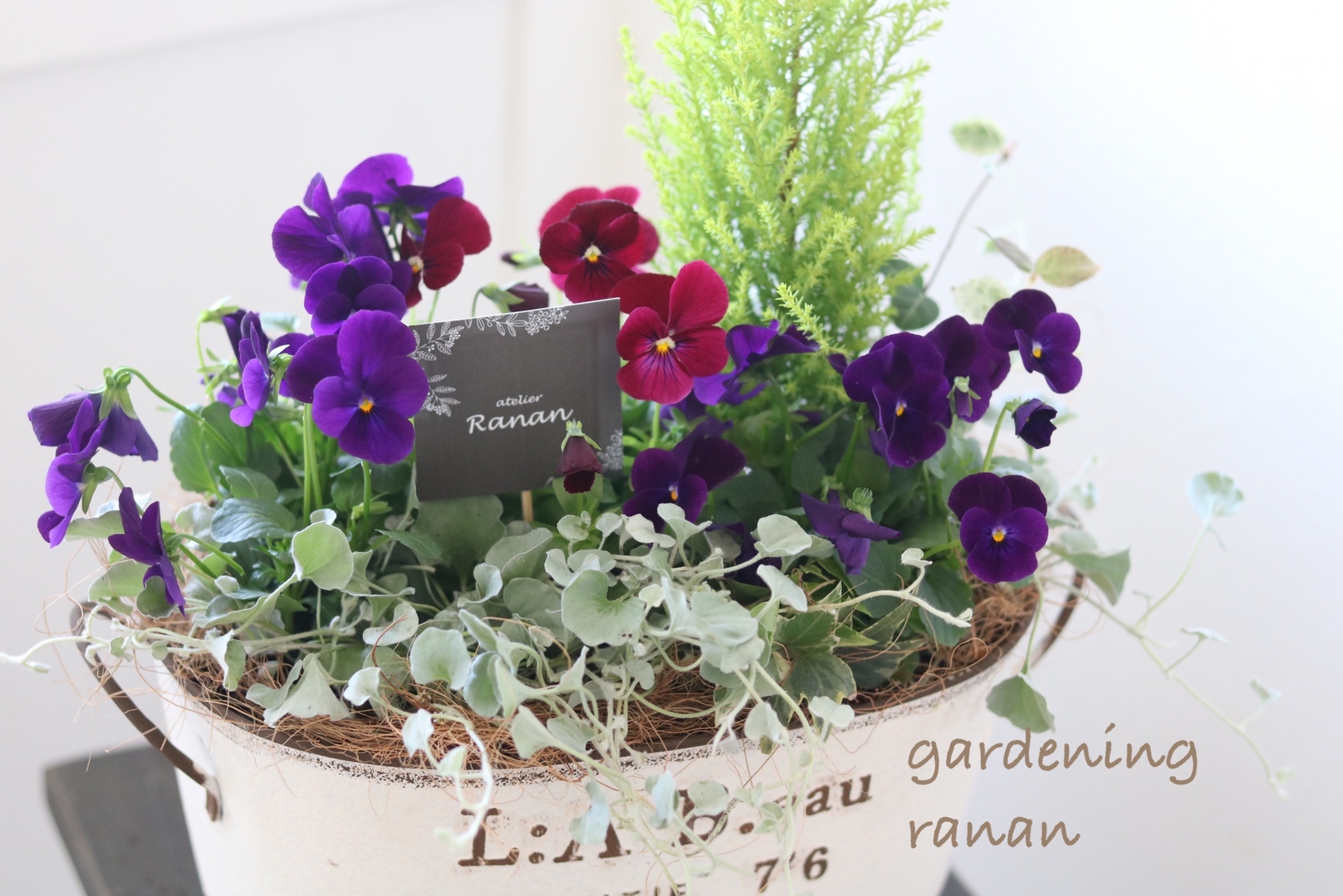 コニファー＆シックなビオラの寄せ植え - Ranan | minne byGMOペパボ