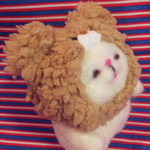羊毛くまねこさん