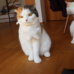 星のふわふわケープ