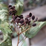 ビバーナムコンパクタ（赤）の Dry Flower