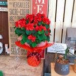 新作♡クリスマスにぴったり【ポインセチア 薔薇咲き 】ラッピングつき♪ウィンターローズ赤