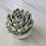 多肉粘土　1.5号鉢植え　ルノーディーン　〜Claysucculents in a pot  'Lenore Dean'