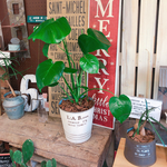 現品SALE♡【モンステラ】カッコイイ観葉植物♡シンプルな白系ブリキ鉢♪ナチュラルグリーン