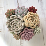 多肉粘土　そばちょこ植え　A  〜Claysucculents in a “Sobachoco”pot A〜