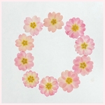 millymom様専用天然押し花素材