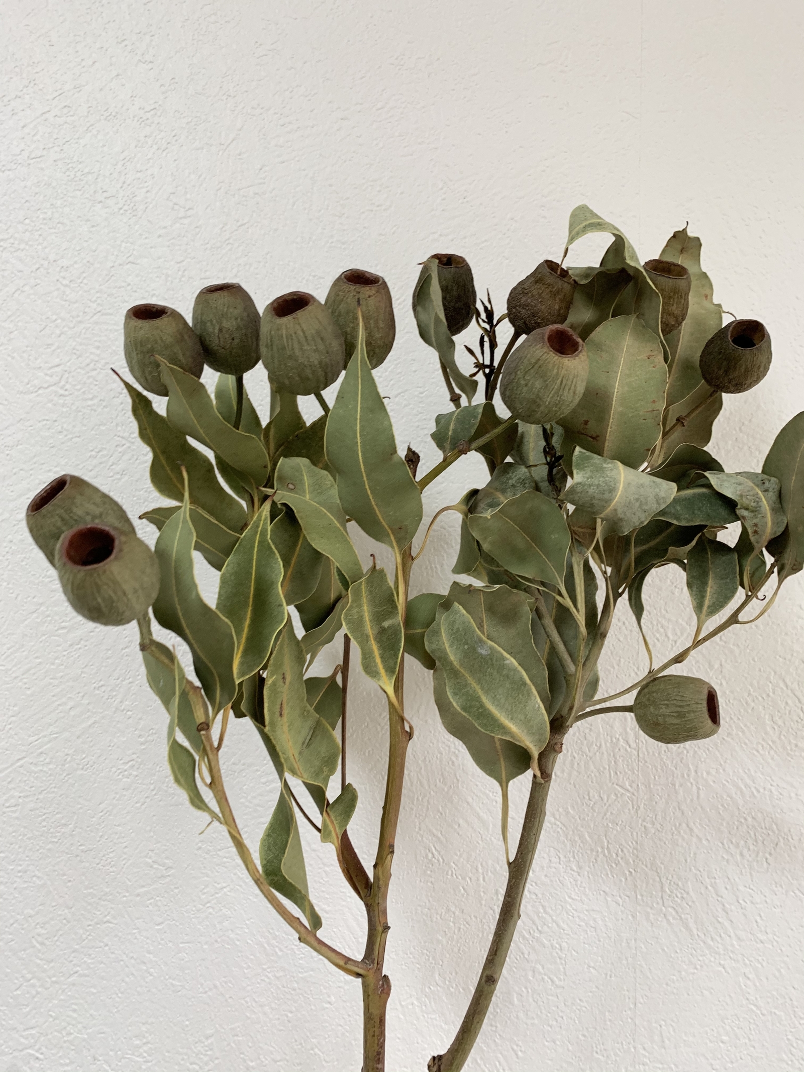 ドライフラワー⋆*❁*ユーカリベルガムナッツ - はないろ工房BLOSSOM