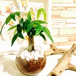 大人気！再販☆手のひらサイズ『パキラ』観葉植物 インテリア(No.242)