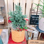 新作♡【クリスマスガーデニング】チェッカーベリーも寄せ植え♪もこもこボールバード♡サンタピック付♪イエロー系ブリキ鉢