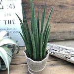 ミカド♡バキュラリス♡サンスベリア♡高価♡観葉植物