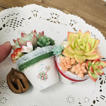 ぷくぷく多肉植物mini mini 2鉢セット♡ 樹脂粘土♪