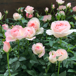 チュチュ♡オプティマ♡ミニバラ♡バレリーナ