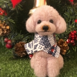 冬限定プードルおすわり動物犬ぽんぽん