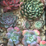 多肉植物☆中身が判る？☆4種カットセット☆