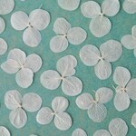 あじさいの押し花＜アナベル　ホワイト20枚＞