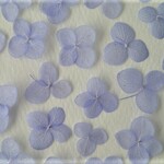 あじさいの押し花＜アナベル　パープリッシュブルー20枚＞