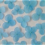 あじさいの押し花＜アナベル　スカイブルー20枚＞