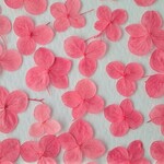 ※在庫限り※あじさいの押し花＜アナベル　クランベリー20枚＞