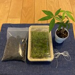 苔玉キット