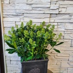 大きなスキミア 白 鉢植え