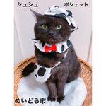 再入荷！牛柄シュシュ、ポシェット、猫ちゃんの首輪