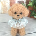 トイプードル♡アプリコット
