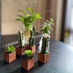 小さな小さな植木鉢多肉5個セット