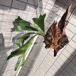 ビカクシダ☆プラティセリウム☆流木付け☆観葉植物☆インテリア