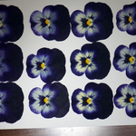 押し花商品【ビオラ　ブルー系】