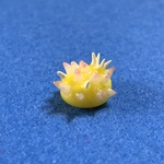 ウミウシマスコット （イガグリウミウシ）