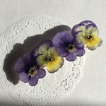 ビオラの押し花バレッタ