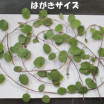 押し花　素材　花いろいろ(ワイヤープランツ)(１０枚)　８１０