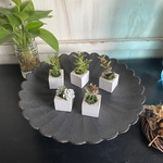 小さな小さなちーさな植木鉢＊5個セット 白角