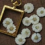 押し花【エゾノコギリソウ20個入】自然ホワイト