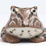 ツノガエル君　19