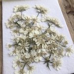 053押し花材料オルレア