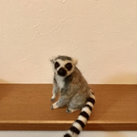 ワオキツネザル